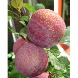 Pluot Dapple dandy