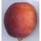 Prunier Early laxton