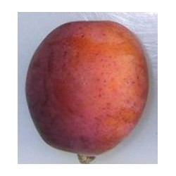 Prunier Early laxton