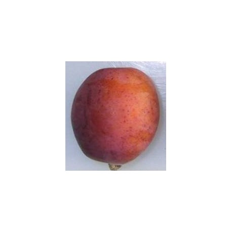 Prunier Early laxton Prunier Early laxton