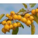 Pommier à fleurs Malus Golden Hornet
