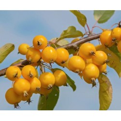 Pommier à fleurs Malus Golden Hornet