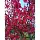 Pêcher à fleur Taoflora rouge®