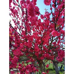 Pêcher à fleur Taoflora rouge®