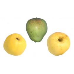Pommier Arboisine
