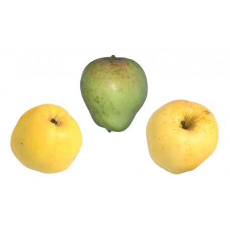 Pommier Arboisine Pommier Arboisine