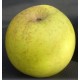 Pommier Grebeussot