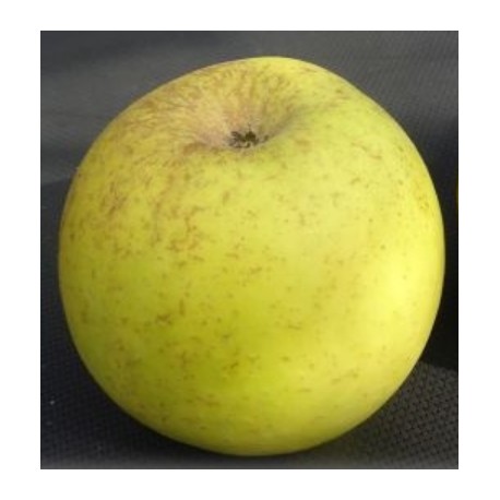 Pommier Grebeussot Pommier Grebeussot