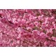 Pêcher à fleur Taoflora rose®