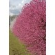 Pêcher à fleur Taoflora rose®