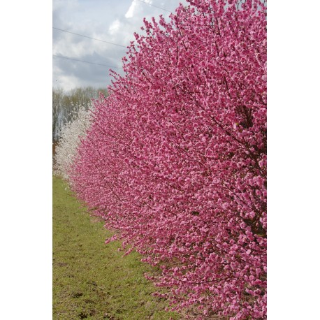Pêcher à fleur Taoflora rose®