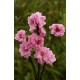 Pêcher à fleur Taoflora rose®