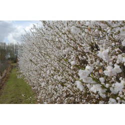 Pêcher à fleur Taoflora blanc®