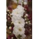 Pêcher à fleur Taoflora blanc®