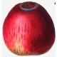 Pommier Marquise de Scey