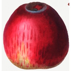 Pommier Marquise de Scey