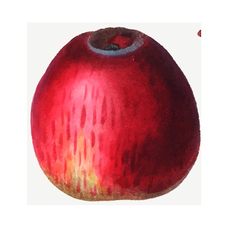Pommier Marquise de Scey Pommier Marquise de Scey