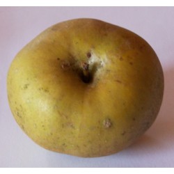 Pommier Reinette grise Comtoise