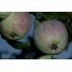 Pommier Raisin