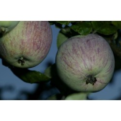 Pommier Raisin