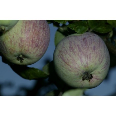 Pommier Raisin Pommier Raisin