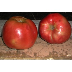 Pommier Jumbo