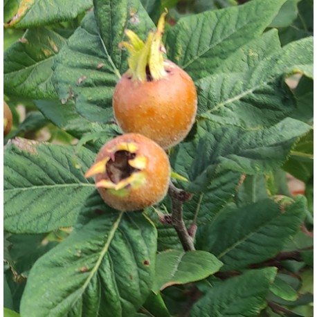 Crataegomespilus