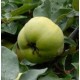 Cydolus 'Rudenko'
