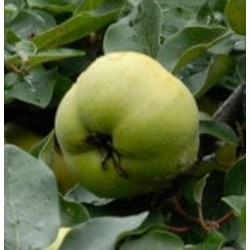 Cydolus 'Rudenko'
