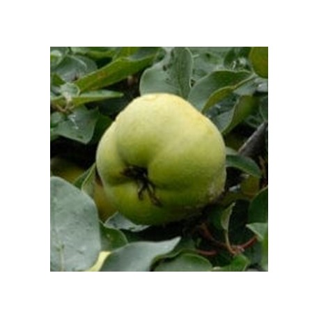 Cydolus 'Rudenko' Cydolus 'Rudenko'