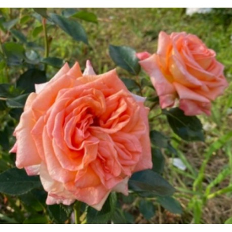 Rosier Pierre Bonte® Rosier Pierre Bonte®