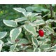 Cornus mas variegata