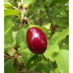 Cornus mas Raciborski