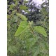 Morus alba
