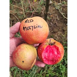 Pommier Red Merylinn (chair rouge)