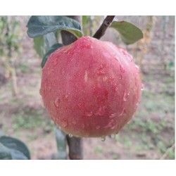 Cognassier rouge Kirmizi Ayva
