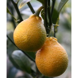 Citrangequat Thomasville