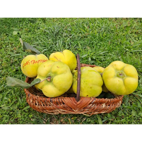 Cognassier Constantinople