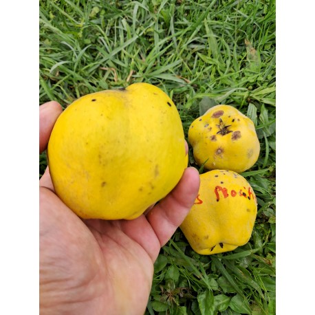 Cognassier Meeches prolific