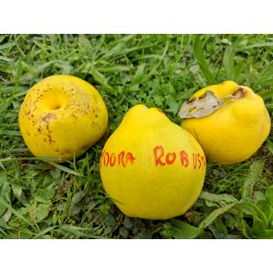 Cognassier Cydora robusta