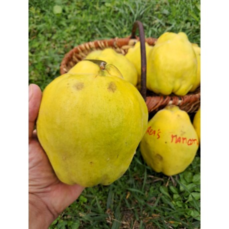 Cognassier Rea's mammoth