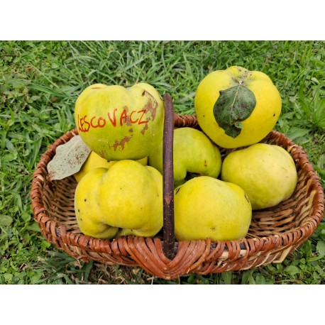 Cognassier Leskovacz