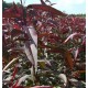 Prunus persica 'rubira'