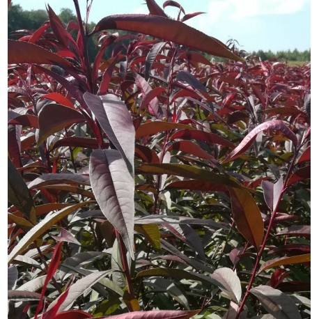 Prunus persica 'rubira'