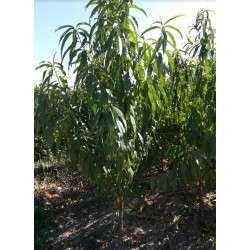 Prunus persica 'missour'