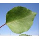 Prunus Manicot GF1236