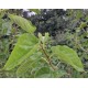 Morus alba