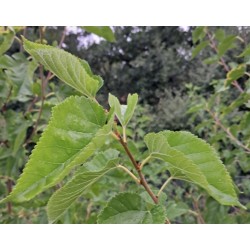 Morus alba