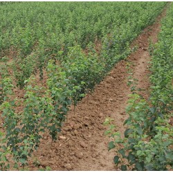 Prunus mahaleb (Sainte Lucie)