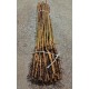 Prunus myrobolan
